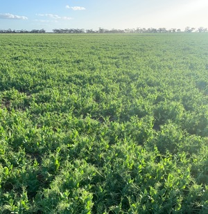 Pea Crop Standing 