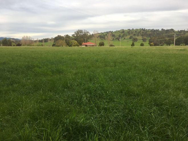Large Round Perennial Ryegrass 2020 season