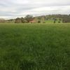 Large Round Perennial Ryegrass 2020 season