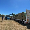 140 x Lucerne 5x4x Round Bales