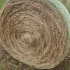 Clover & Rye pasture rolls - $50 per roll