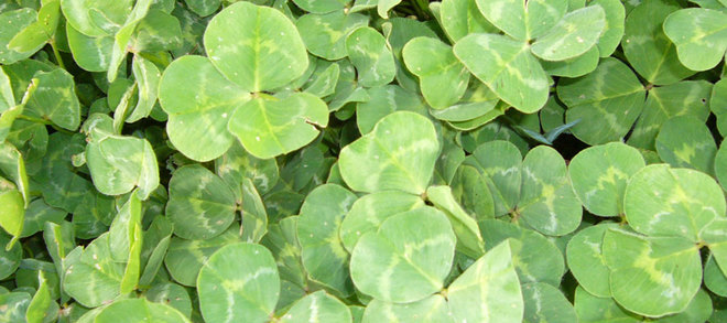 Sub Clover Seed