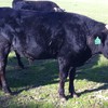 Wagyu Fullblood (stud) Bulls