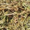 Canola Hay 500kg+ 8x4x3 Bales
