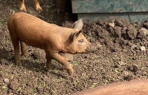 Duroc/Berkshire spit pigs (4 x left)