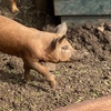 Duroc/Berkshire spit pigs (4 x left)