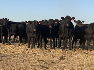 Beef Performa 15 Pellets
