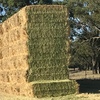 100mt Barley Hay 650kg approx 8x4x3 Bales