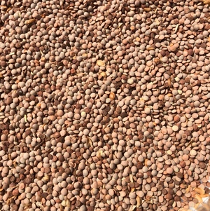 Lentils