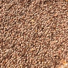 Lentils