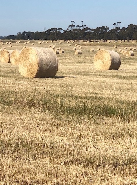 110 x Wheat & Rye Grass 5x4 Bales