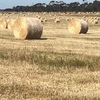 110 x Wheat & Rye Grass 5x4 Bales