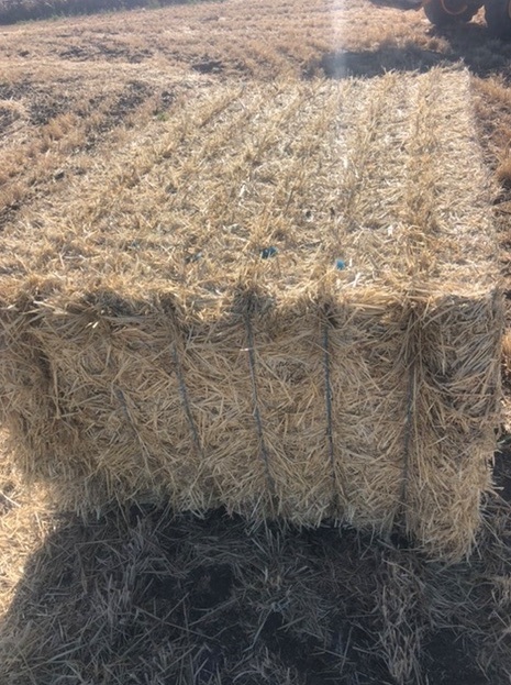 Barley Straw 500kg 8x4x3 Bales