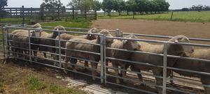 Poll Merino Dual Purpose Rams x 40 (All with ASBVs)