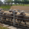 Poll Merino Dual Purpose Rams x 40 (All with ASBVs)