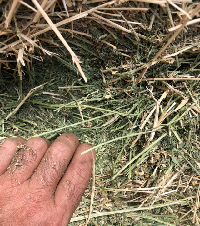 Lucerne Hay Large squares (Shedded)