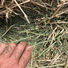 Lucerne Hay Large squares (Shedded)