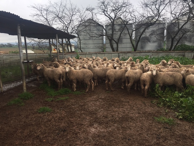 60 Danbury meat merinos