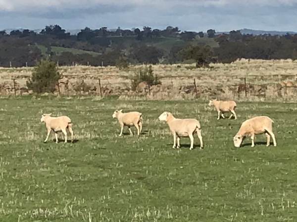 Wiltipoll Ewes