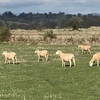 Wiltipoll Ewes