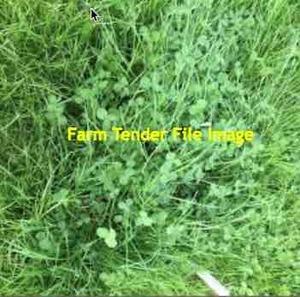 EOI 200ha Ryegrass/White Clover Flowering Standing Crop