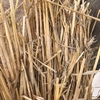 Windrowed Barley  Straw for sale in 8x4x3’s - been through stripper front