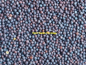 40mt Blanchefleur Vetch Seed