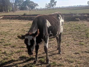 Ready to join AI Bred Friesian Heifers