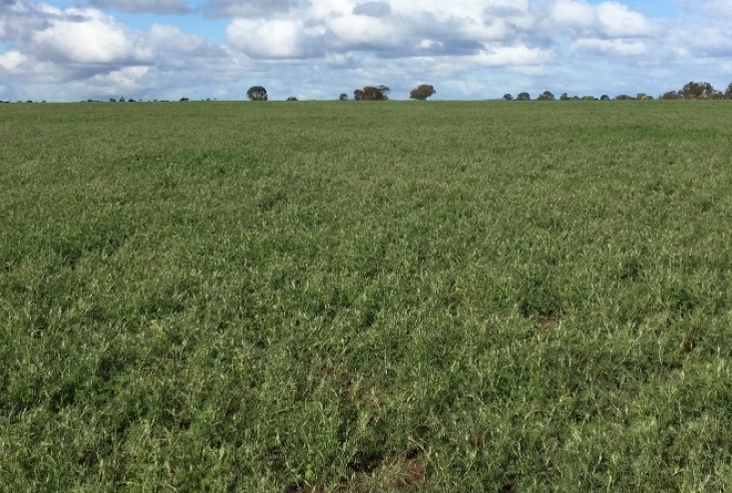 360ac Standing Popany Vetch (2x180ac blocks)
