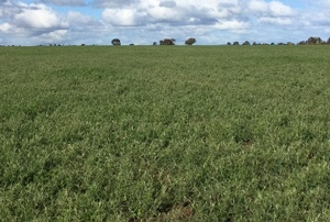 360ac Standing Popany Vetch (2x180ac blocks)
