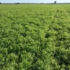  Vetch Seed West Wyalong 