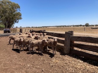 Merino wether lambs