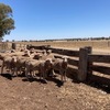 Merino wether lambs