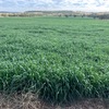 EOI - Oaten Silage