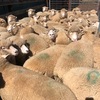Dorset First X 1st BL Merino Ewe Lambs