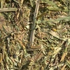 Canola Hay