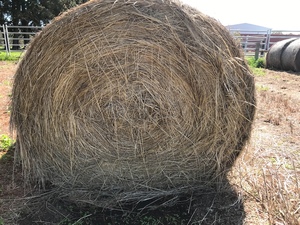 25 x Grass/Clover Hay 5x4 Round Bales