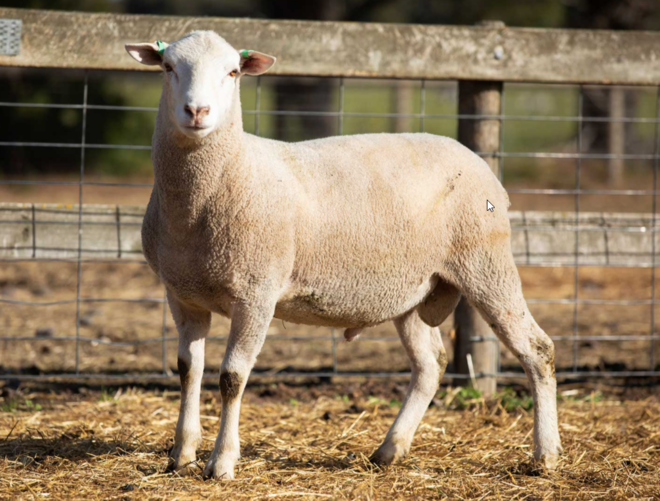 Under Auction - Lot 24 Highlander Ram 190463 (DLE Ram Auction A100 - 10th Sept via Auctionsplus) 