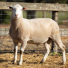 Under Auction - Lot 24 Highlander Ram 190463 (DLE Ram Auction A100 - 10th Sept via Auctionsplus) 