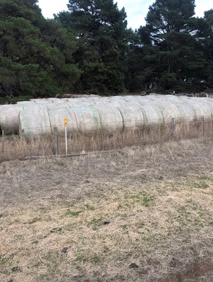 Rye Grass Rolls x 60