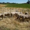 2020 White Suffolk and White Suffolk X Poll Dorset Rams
