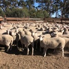 400 Joined Multimeat/Dorset Ewes