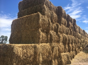 80mt Balansa Clover/Ryegrass Hay 600kg 8x4x3 Bales