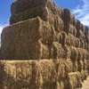 80mt Balansa Clover/Ryegrass Hay 600kg 8x4x3 Bales