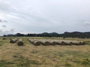 186 x Sorghum Hay 5x4 Round Bales