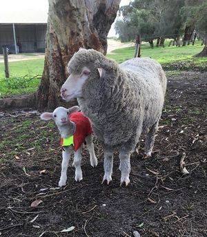 Complete Sheep Maintenance Blend