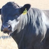 ANGUS BULLS