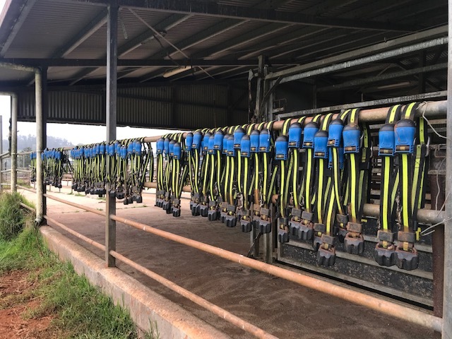 Semex ai 24 Heat Time Pro system with 190 collars (only 16 months old)