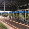 Semex ai 24 Heat Time Pro system with 190 collars (only 16 months old)
