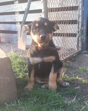 Kelpie Puppies For Sale